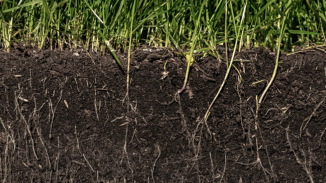 grass dethatcher